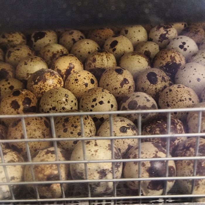Опт , перепелине яйця