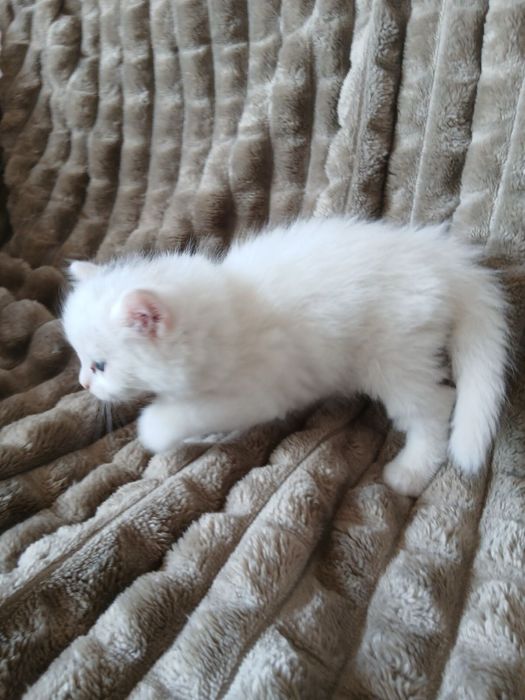 Продам котят Скотиш Страйт