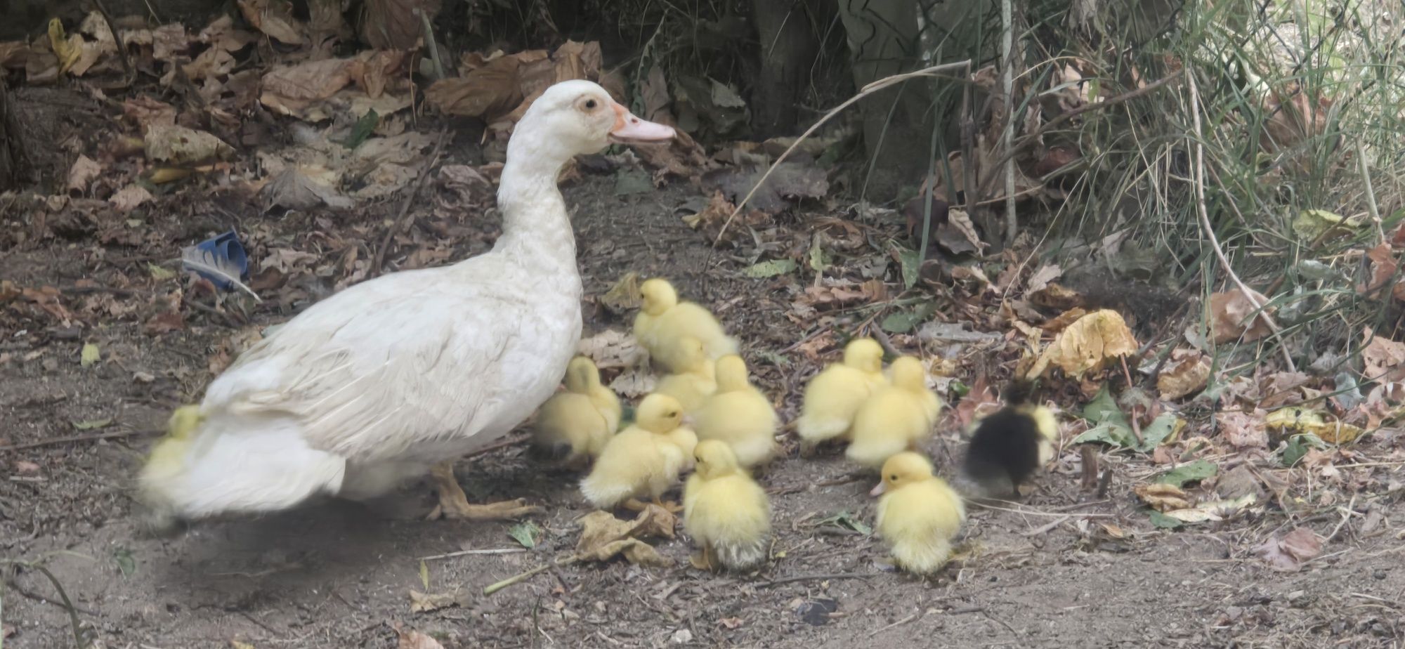 Vendo patos mudos