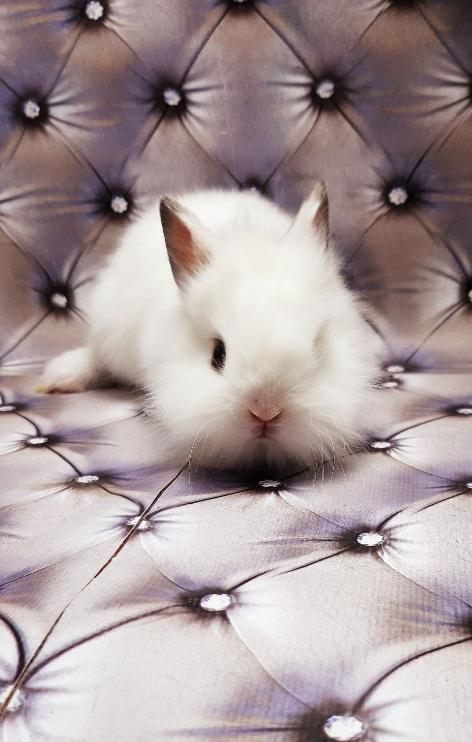 Карликовые мини кролики торчеухие и вислоухие баранчики,клетки,корма