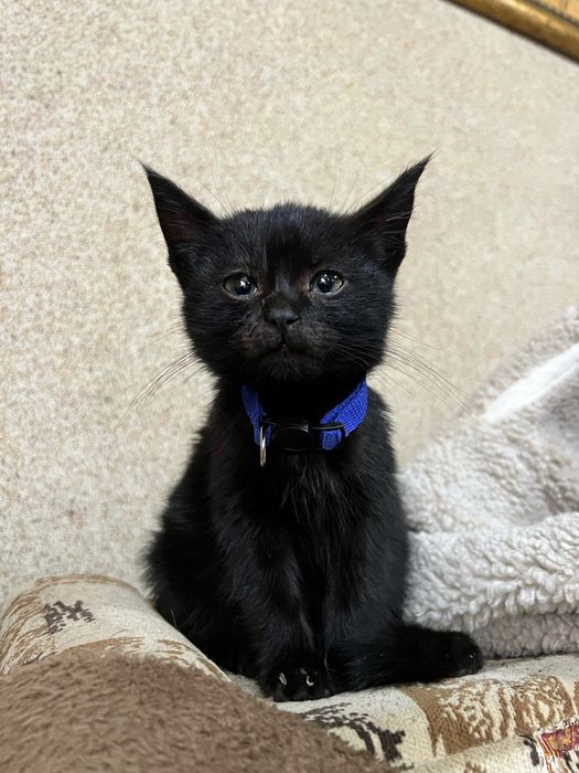 Кошеня хлопчик чорний