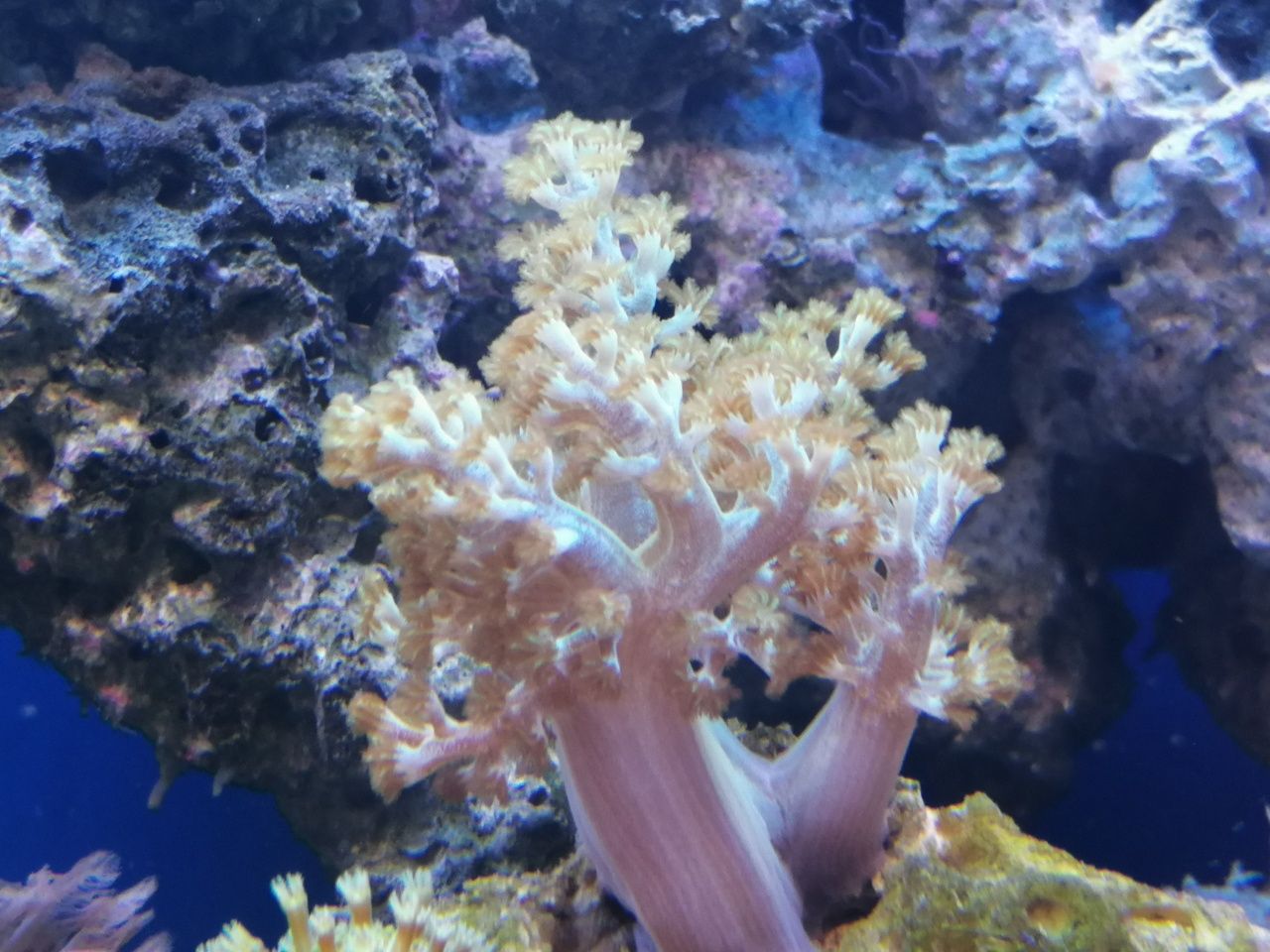 Capnella fluo akwarium morskie