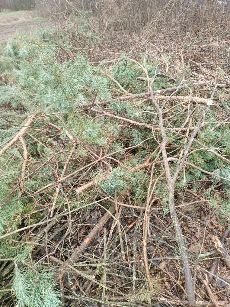 Oddam gałęzie czuby sosny brzozy i inne