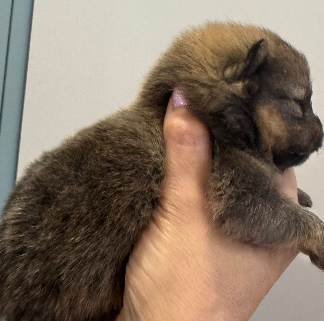Pomeranian  Szpic miniaturowy Piesek  xxs