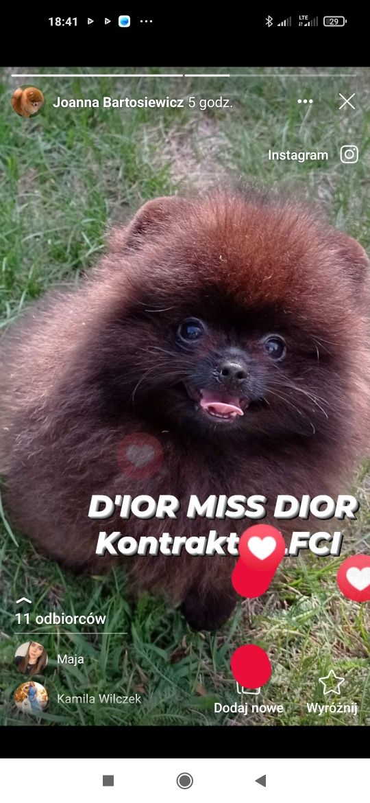 Pomeranian dziewczynka czarna ZKwP FCI