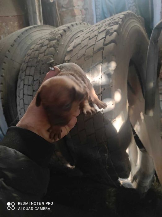 Віддаєм в добрі руки , безплатно