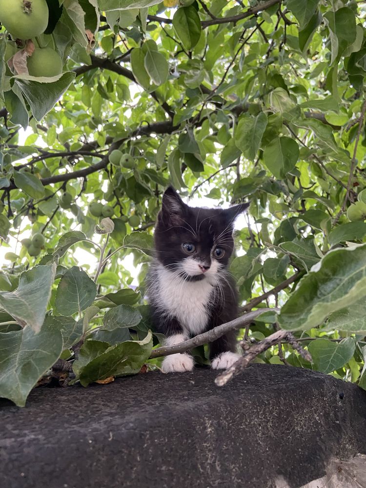 Віддам двух котиків(м.Бровари)