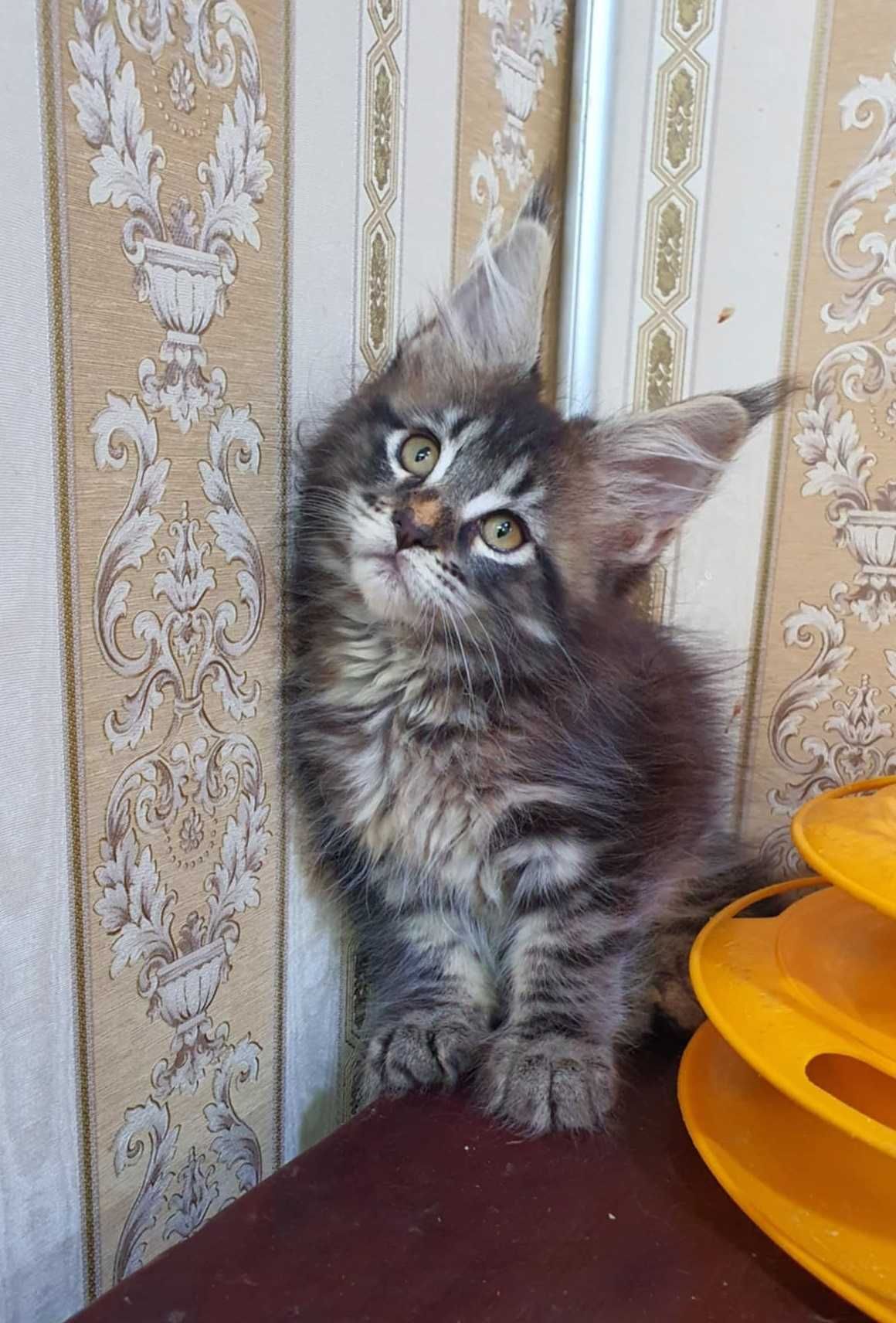 Cudowna kotka Maine Coon klasycznie pręgowana UMMA
