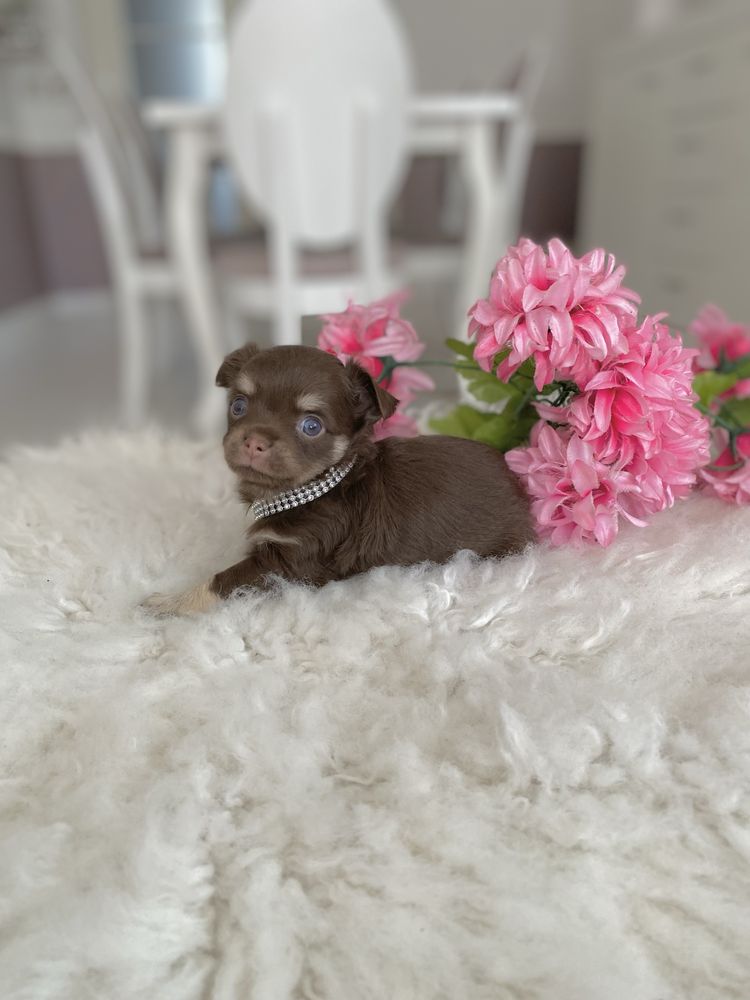 Chihuahua Miniatórowy Cudowny Chłopiec Mini LUX