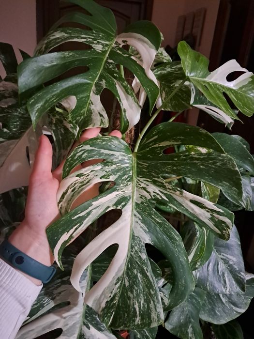 Duzy szczyt monstera deliciosa variegata