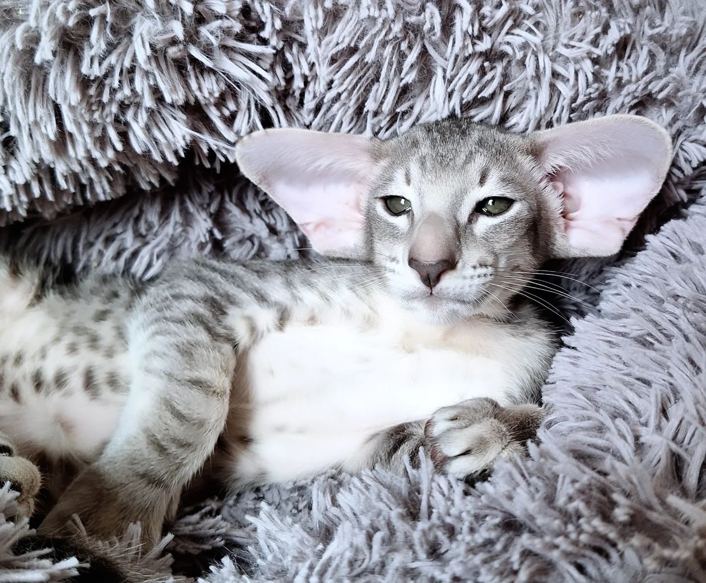 Ориентальные котята