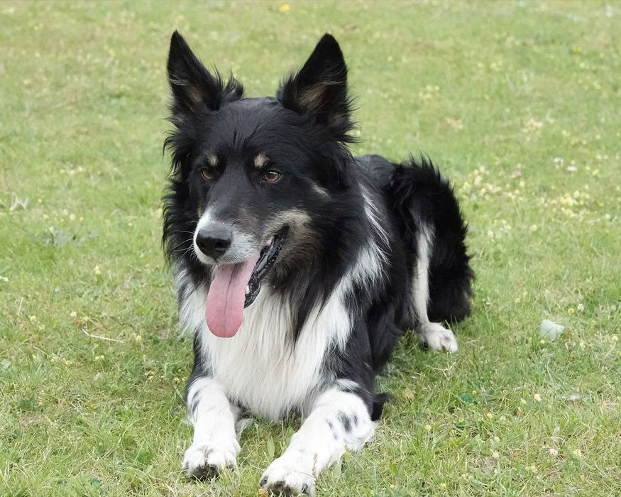 Border Collie suczka czarno-biała, szczenię 5 mc