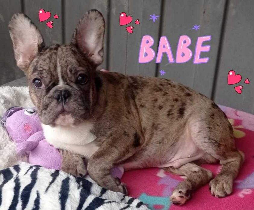 Невероятный обаяшка мальчик породы французский бульдог.