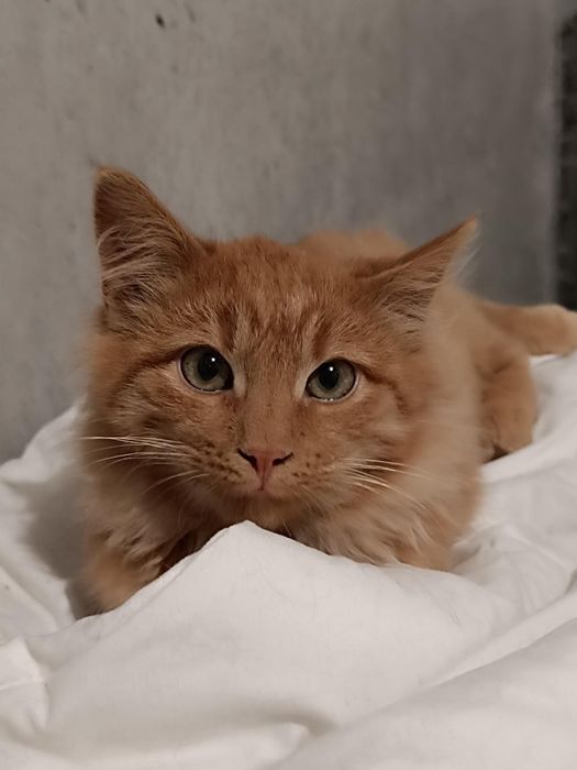 Рыжий котёнок львёнок бесплатно