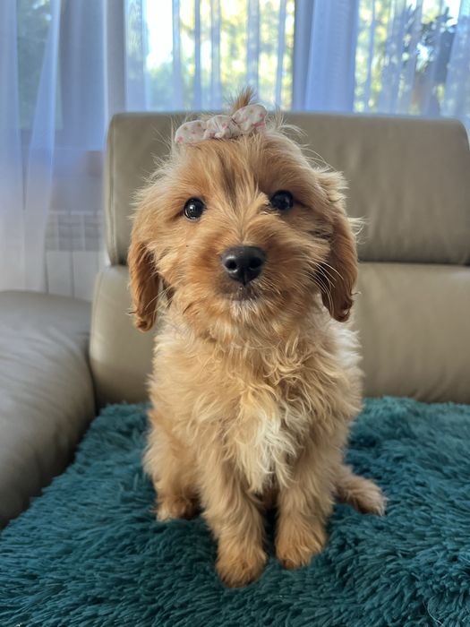 Cudowna suczka cavapoo do odbioru