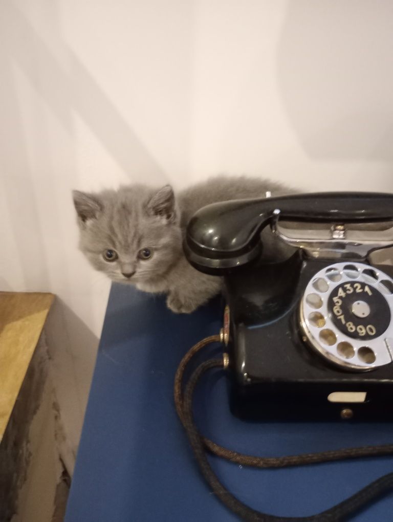 Kot brytyjski niebieski krótkowłosy długowłosy Whiskas