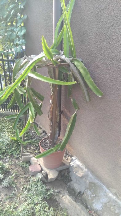 Pitahaya, Pitaja (H.Undatus + H.Megalanthus)