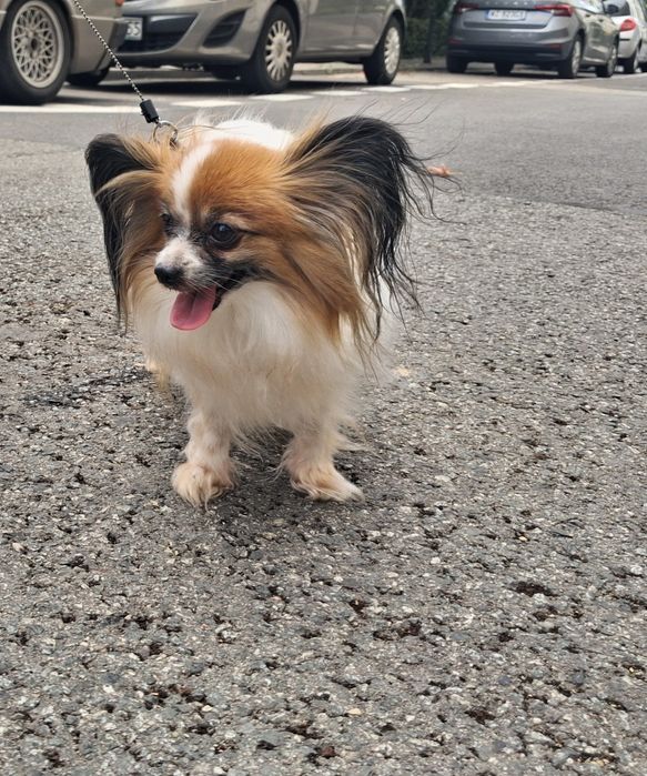 Papillon - Spaniel kontynentalny sunia