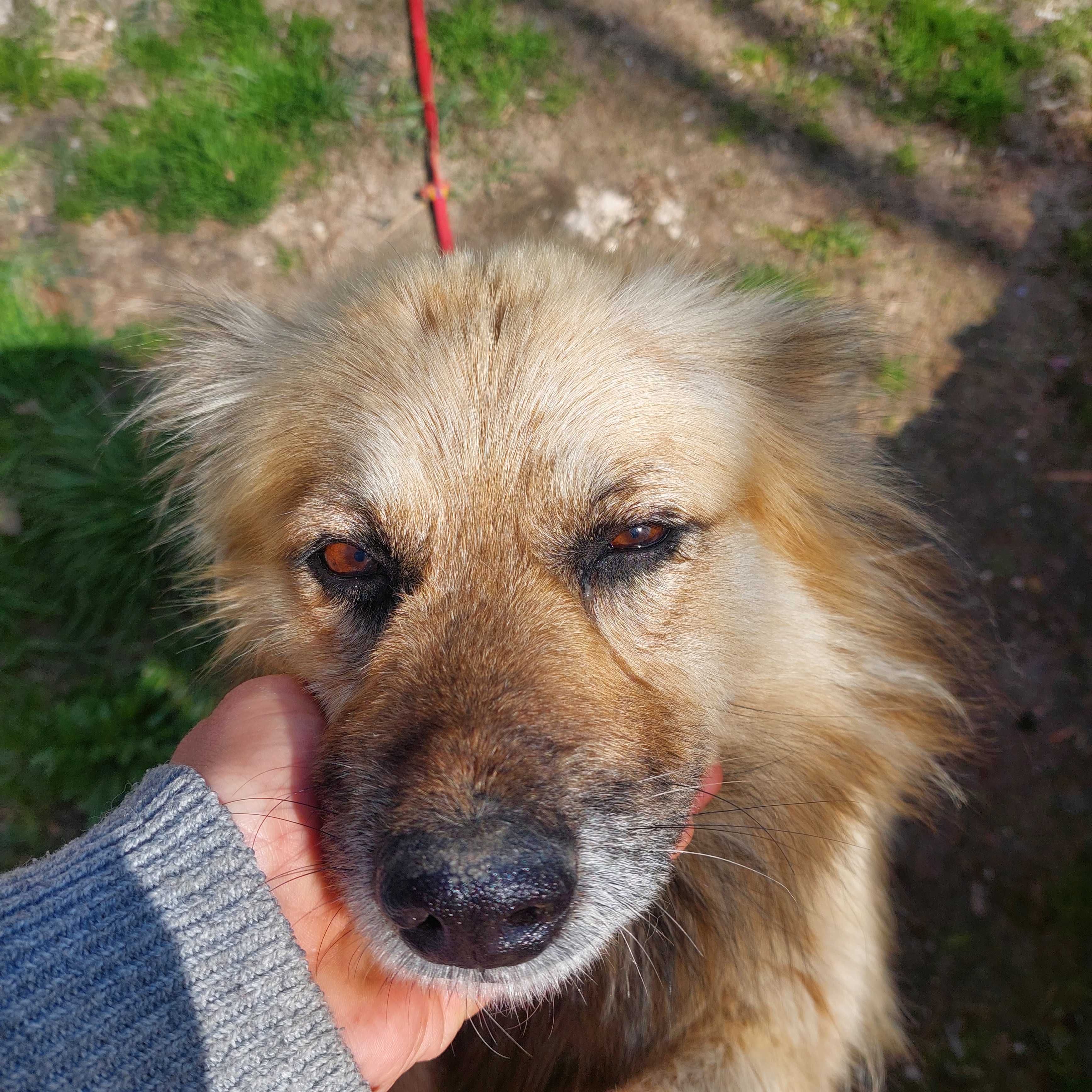 Tedi  -  fajny kudłaty kundelek