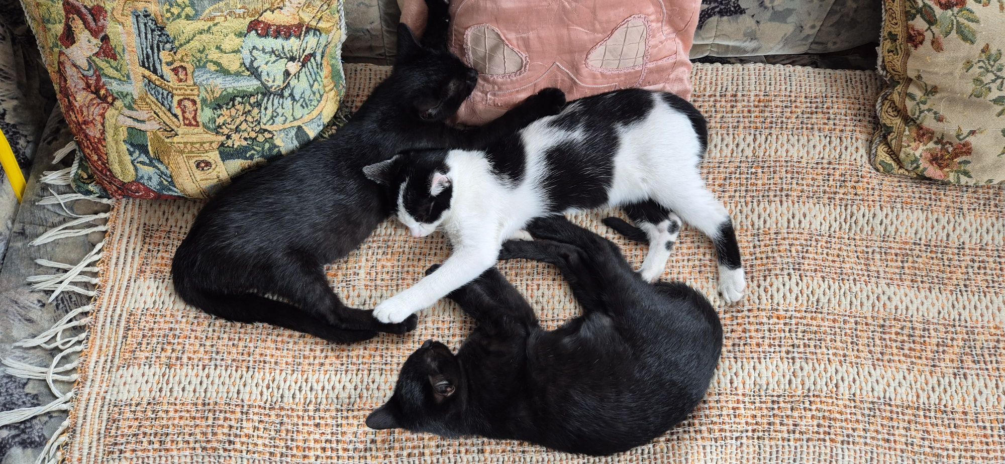 Małe kociaki do adopcji
