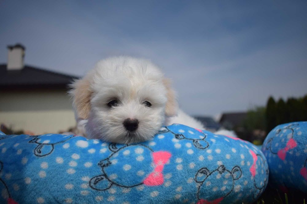Coton de Tulear szczenię o imieniu Figo