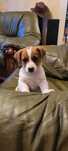 Jack Russell Terier piesek gładkowłosy
