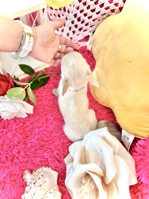 **Śliczny piesek xxs 1.4kg Chihuahua**