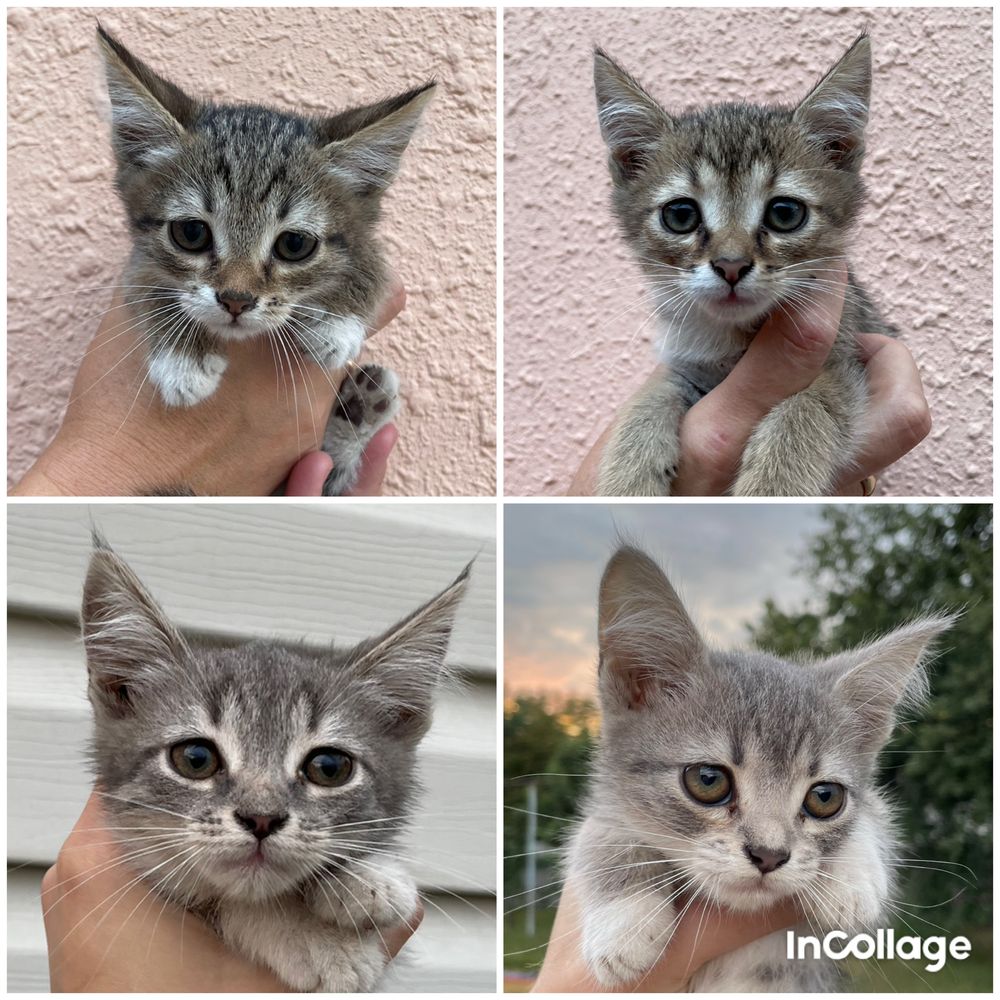 Кошенята 3 місяці