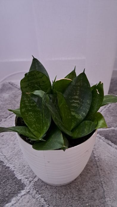 Sanseveria 6 sadzonek
