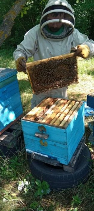 Продам бджолопакети