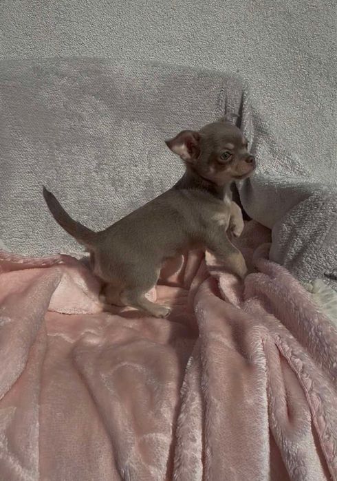 Chihuahua piękny piesek lilac tan z białymi znaczeniami