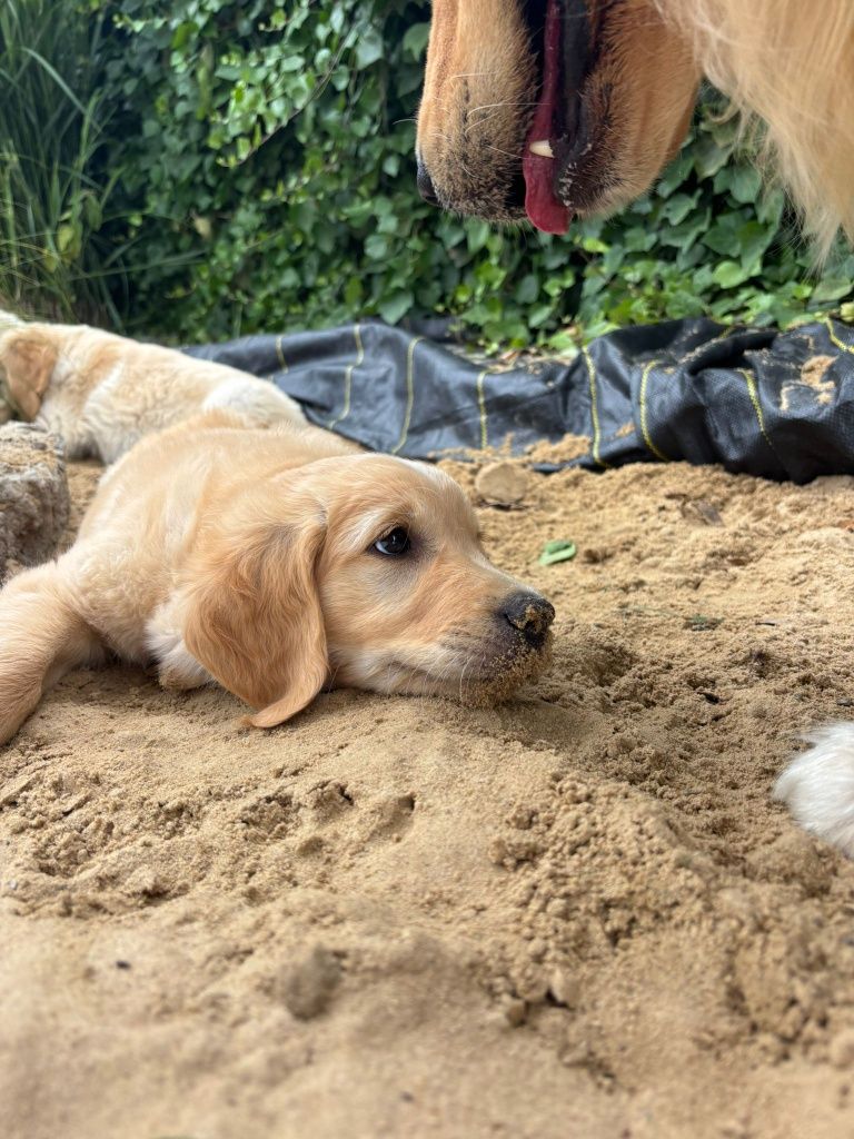 Golden Retriever szczeniak