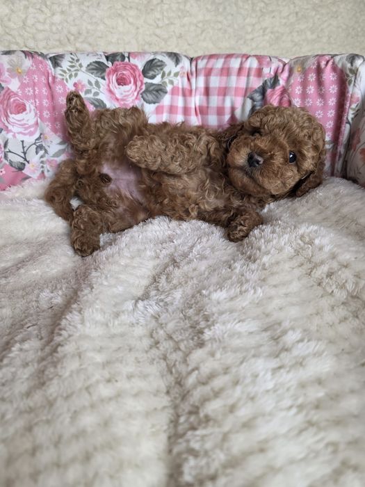 Suczka pudel toy Zkwp Fci