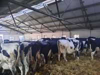 Krowy mleczne likwidacja stada