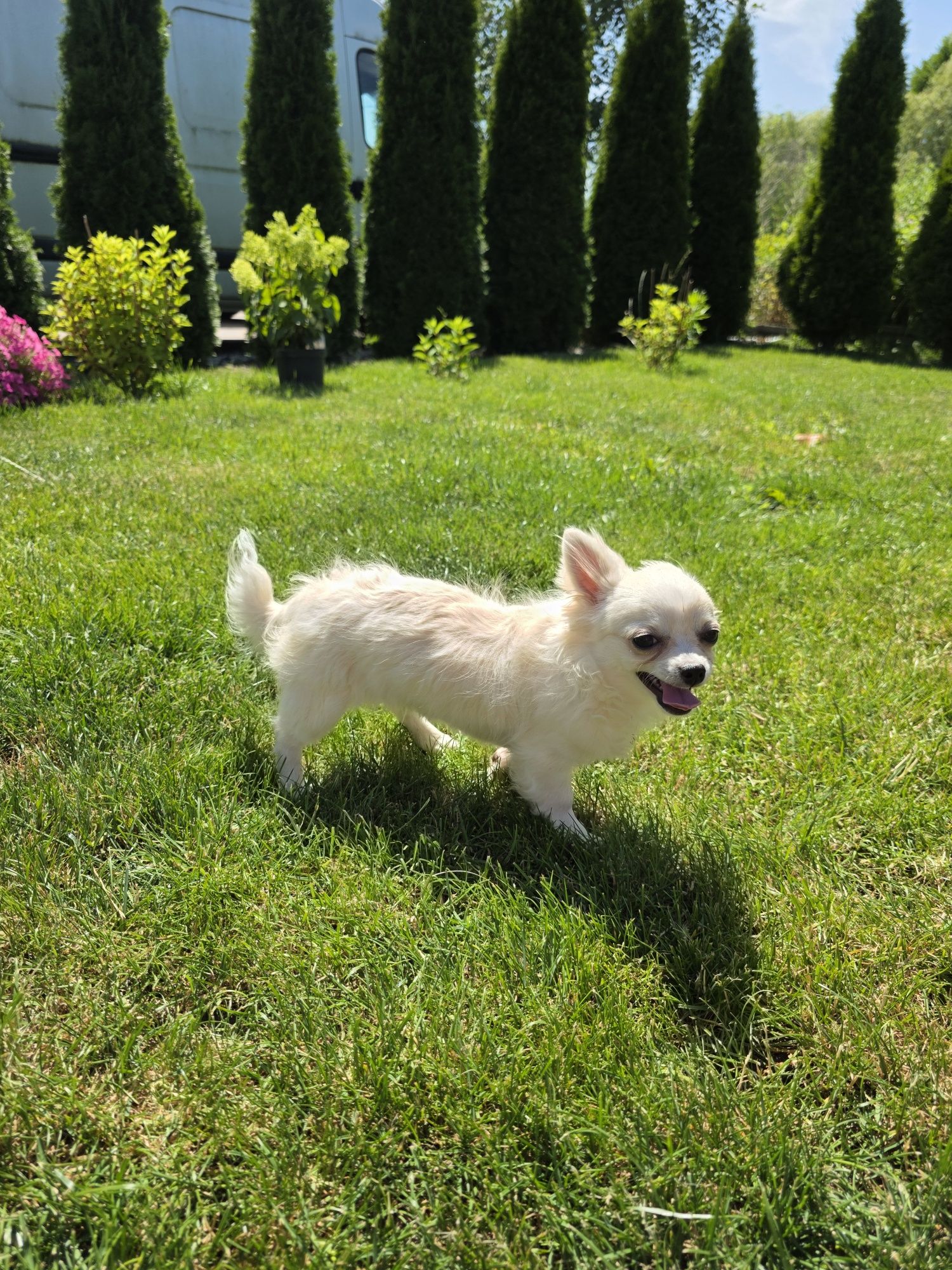 Chihuahua śliczny samczyk dlugowlosy