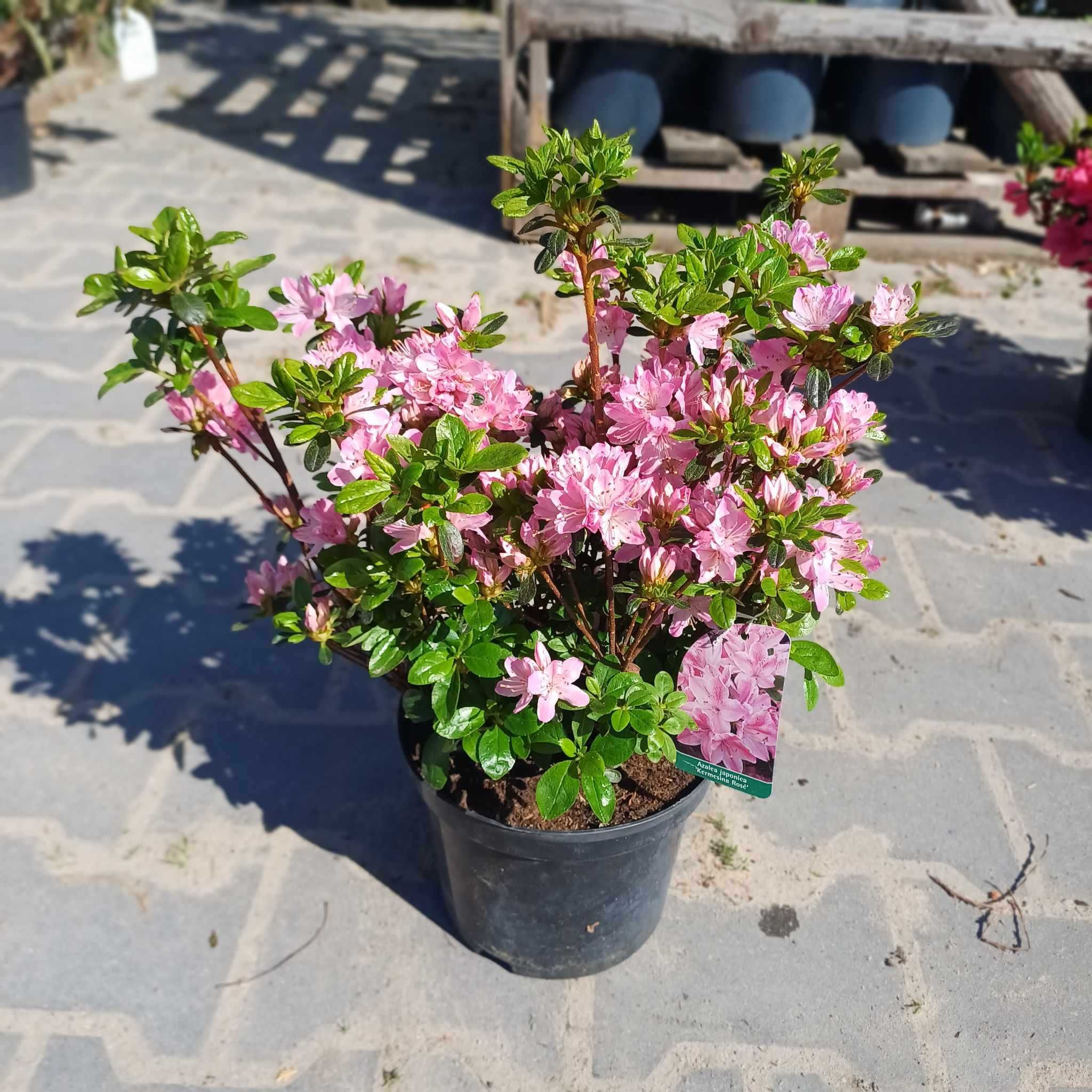 Azalea-Azalia "Maruschka" i inne