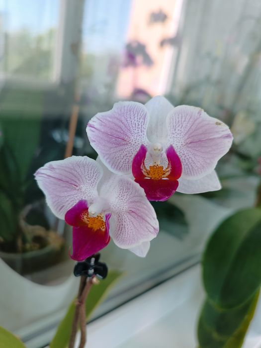 Орхідея метелик Little gim stripes