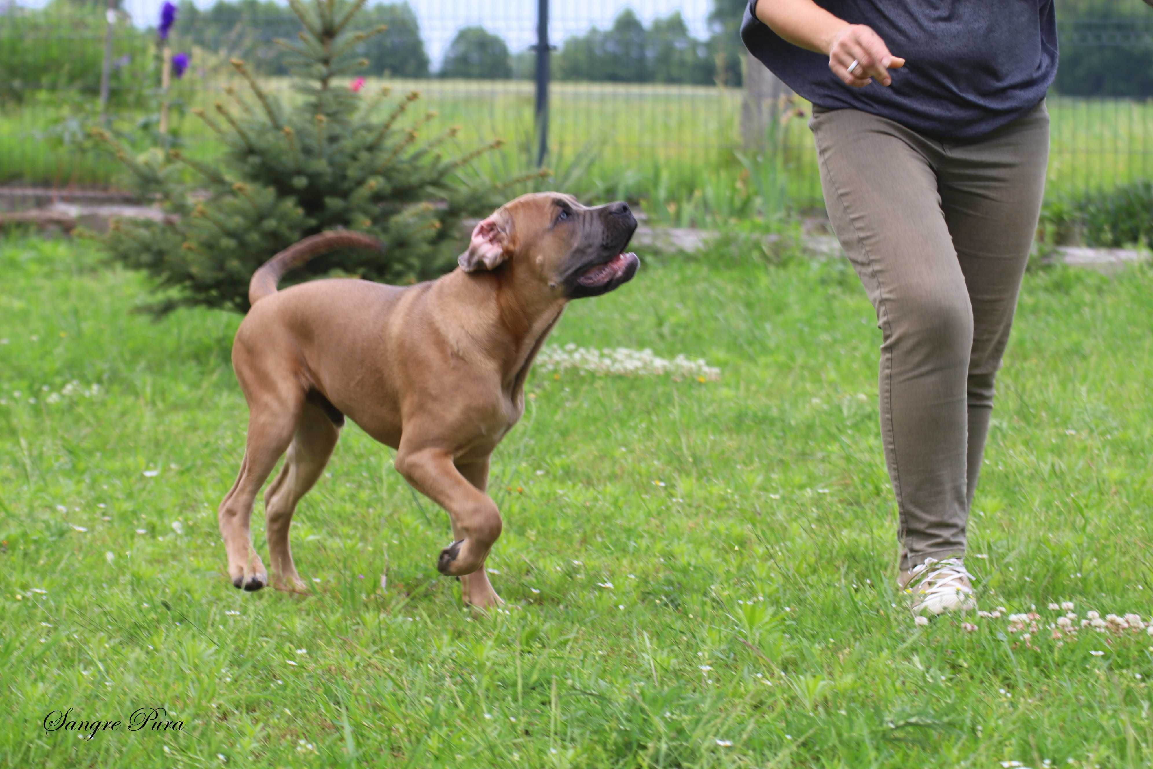 Samiec szczeniak Cane Corso