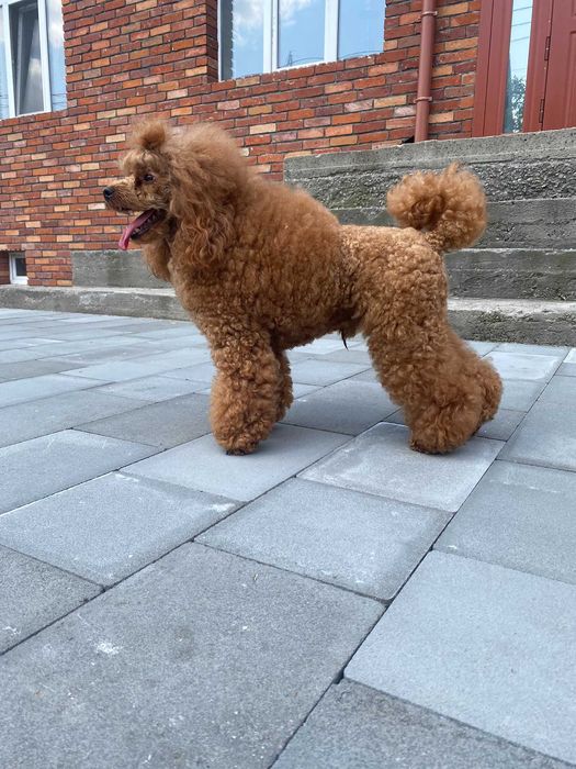 Chłopiec miniature pudel 30 cm, FCI