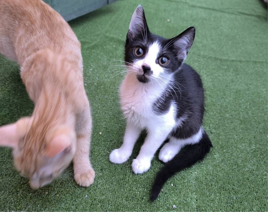 Czarno-biała kotka szuka domu stałego lub tymczasowego