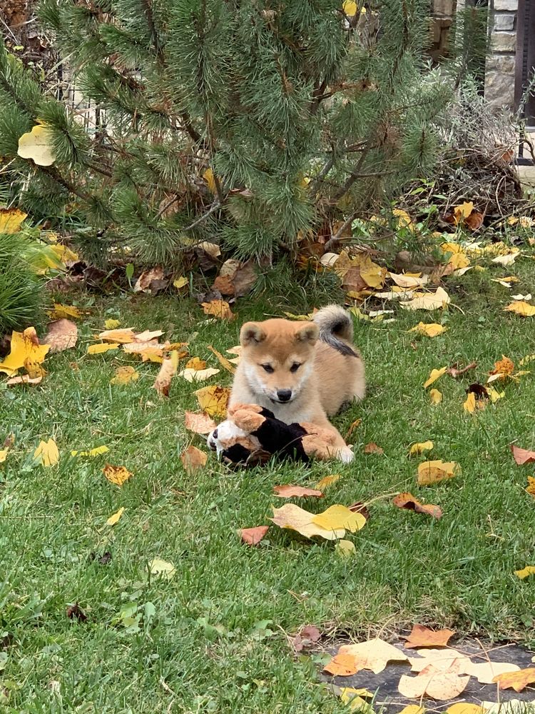 Шиба shiba inu сиба