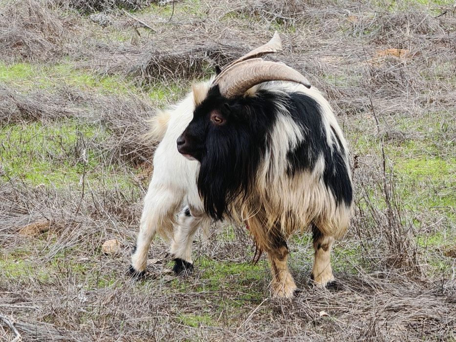 Bode anão para reprodução