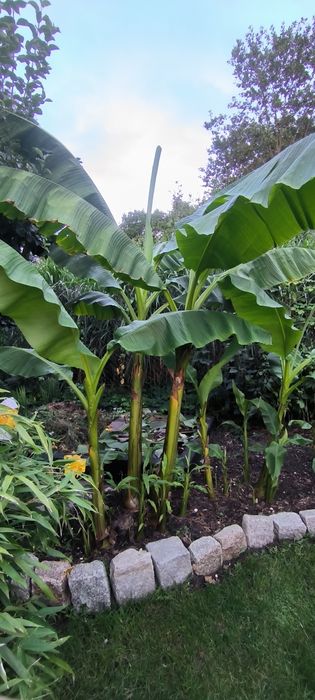 Bananowiec Musa basjo