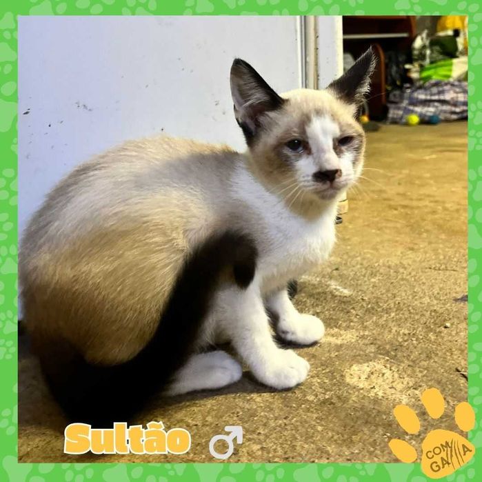 Gatinhos para adoção - Sultão e Pachá