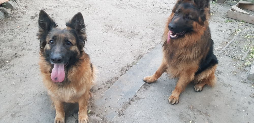 В продажі щенята Німецької Вівчарки