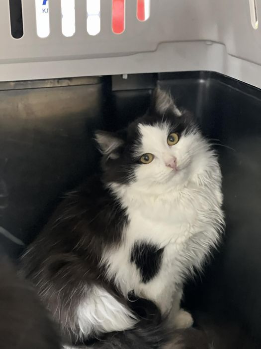 Кошеняткам  потрібна родина!