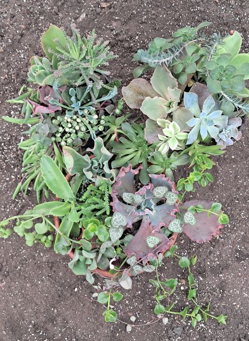 Эхеверия,  красула, каланхое