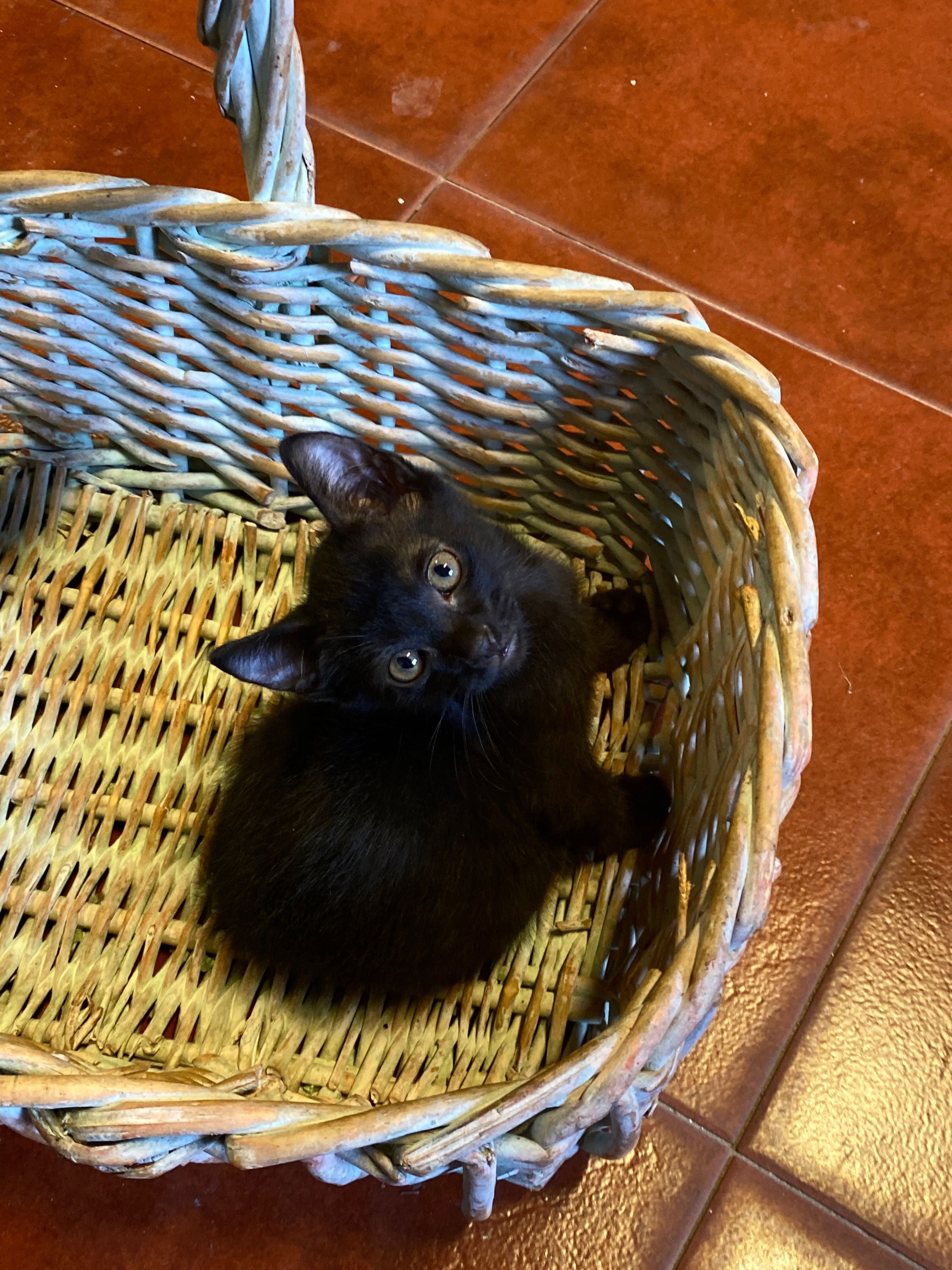 Gatinhos para adopção responsável