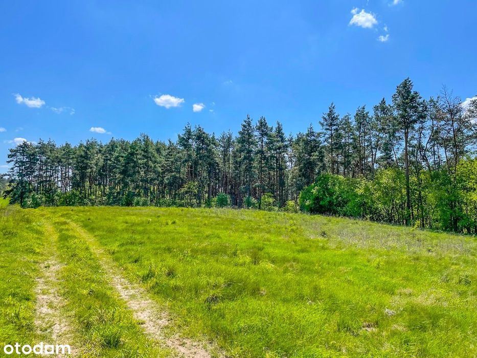 Działka leśna z kawałkiem polany !! BABKI 21001m2