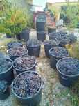 Uvas bio para vinho